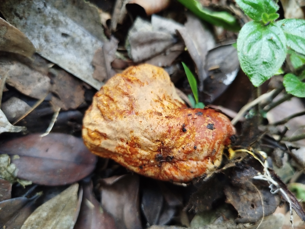 Calvatia rugosa · November 2024 · photo: © bencostamagna (iNaturalist, cc-by)