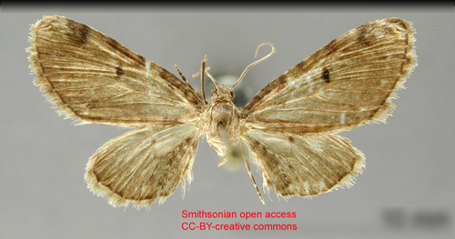 Eupithecia josefina