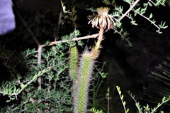 Nyctocereus serpentinus