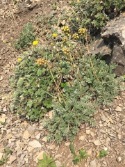 Artemisia hyperborea