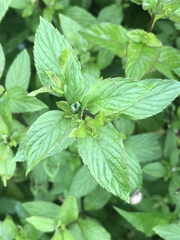 Mentha × piperita