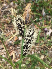 Carex membranacea