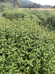 Mentha × piperita