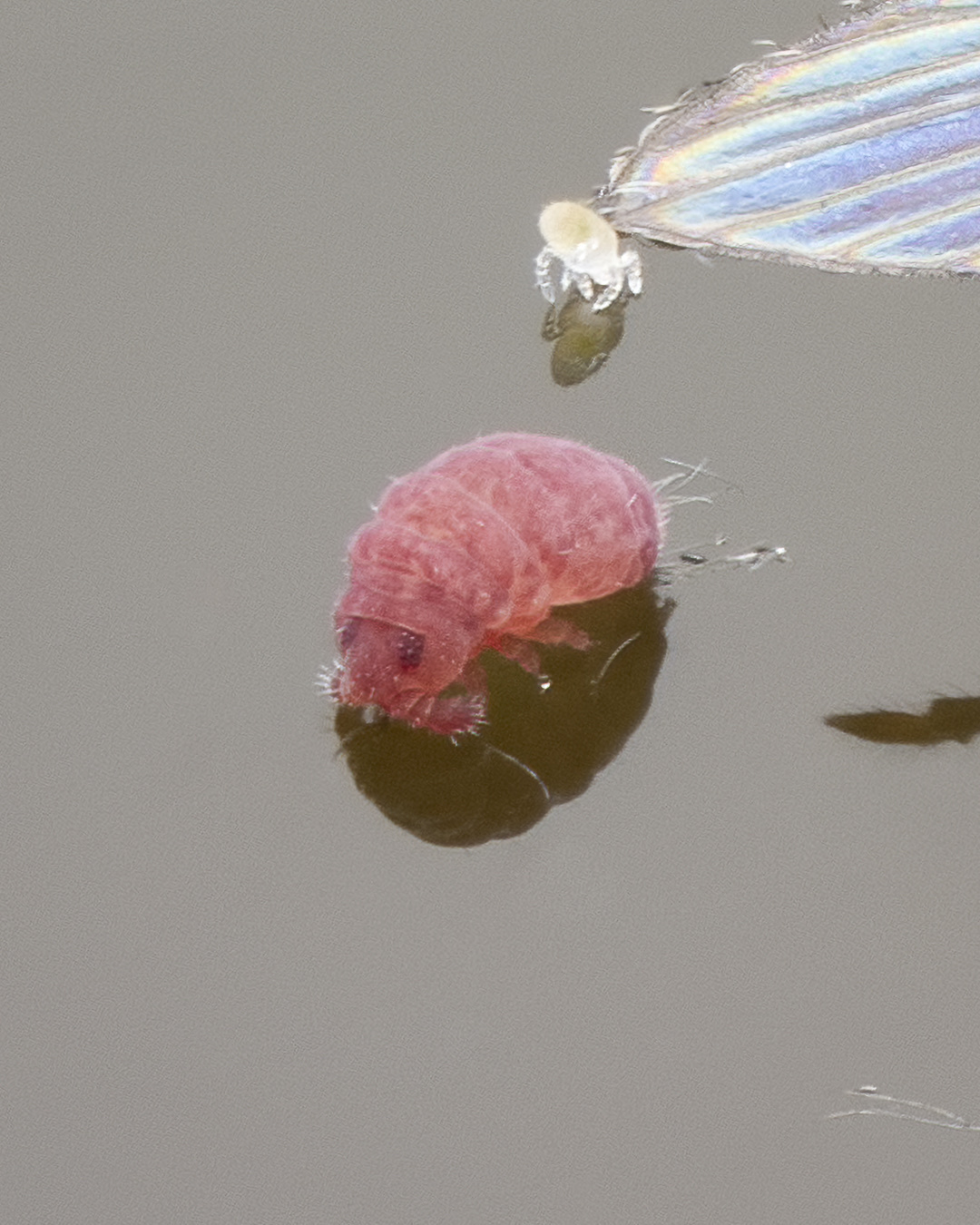 Brachystomella parvula (Schäffer, 1896)