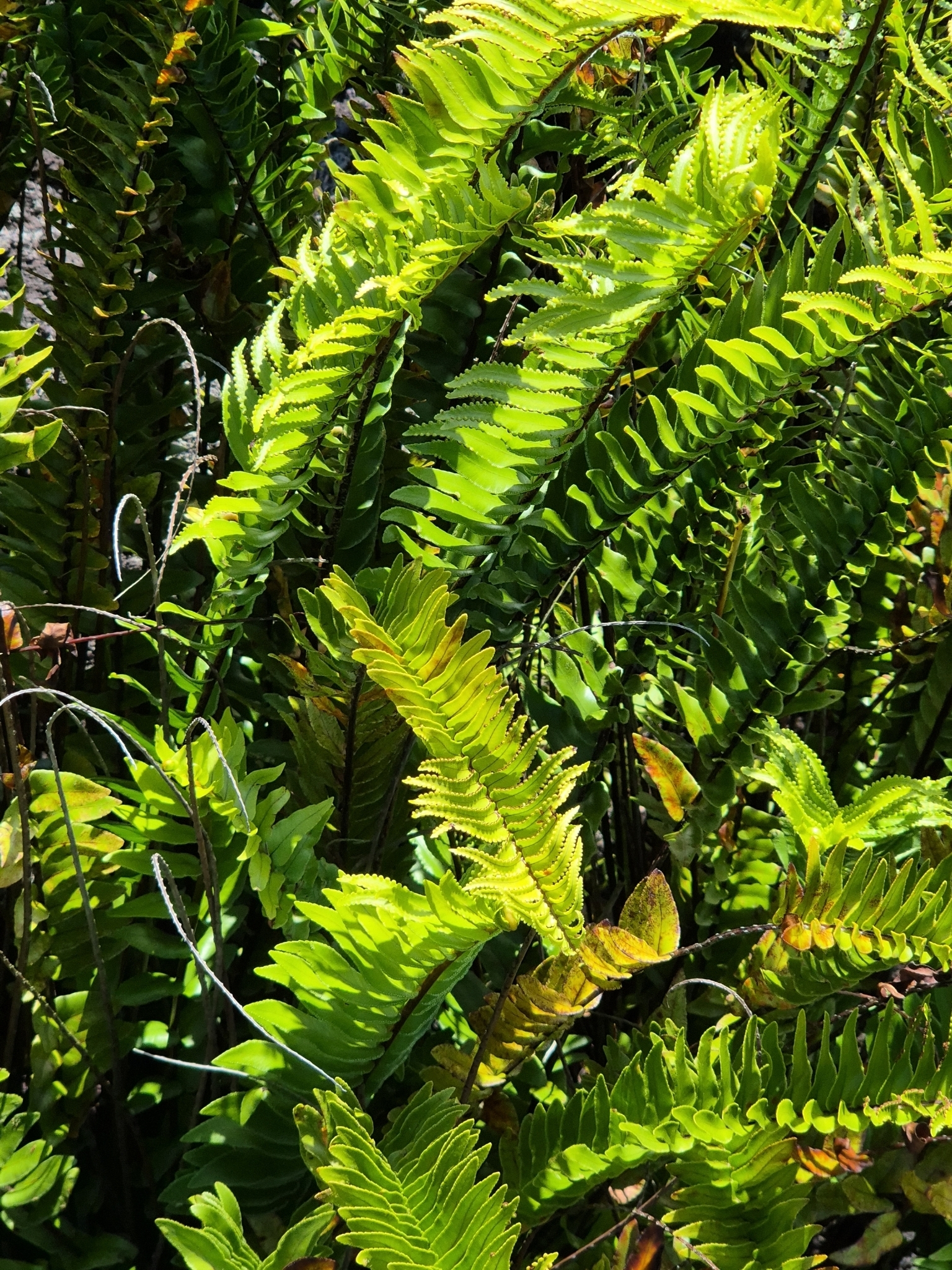 Ladder Fern (Nephrolepis abrupta)