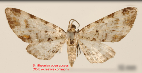 Eupithecia pupila