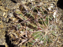 Ferocactus macrodiscus septentrionalis