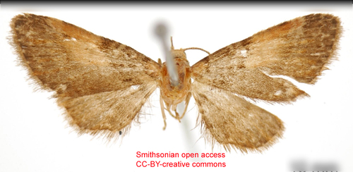 Eupithecia rufa