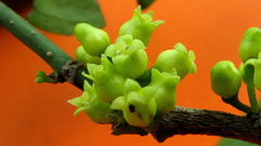 Schoepfia brasiliensis