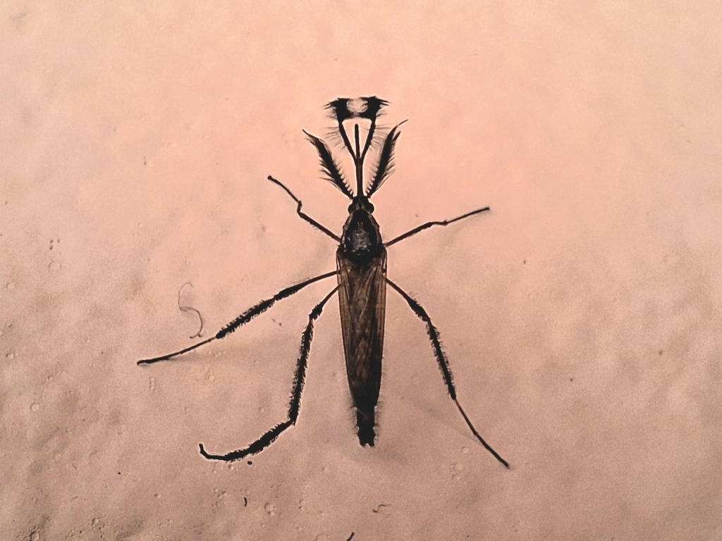 Psorophora cilipes