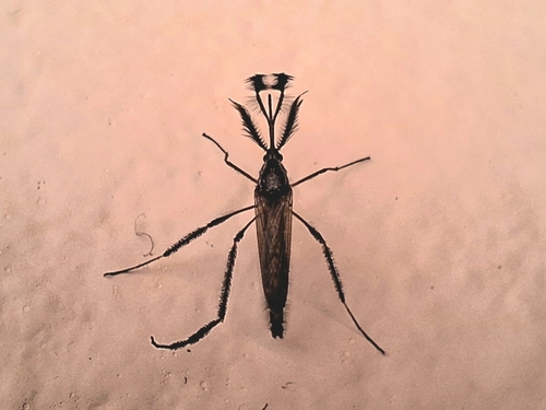 Psorophora cilipes