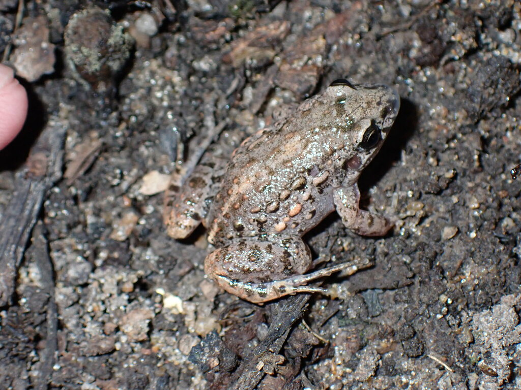 Adenomera guarani