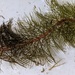 Broadleaf Water-Milfoil - Photo (c) Pat Deacon, some rights reserved (CC BY-NC), uploaded by Pat Deacon