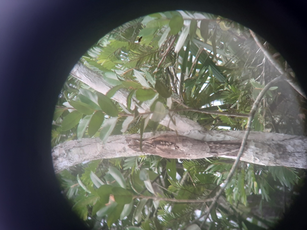 Northern Potoo from 17000, Perú on November 27, 2024 at 04:44 PM by ...