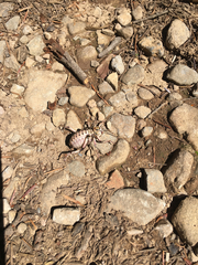 Cyphoderris monstrosa