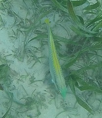 Halichoeres scapularis