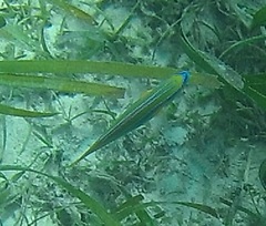 Stethojulis trilineata