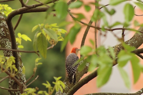 red-crowned woodpecker (Melanerpes rubricapillus)