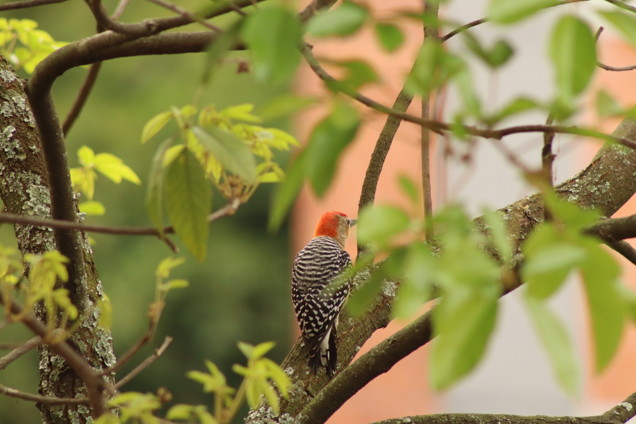 Red-crowned Woodpecker (Melanerpes rubricapillus)