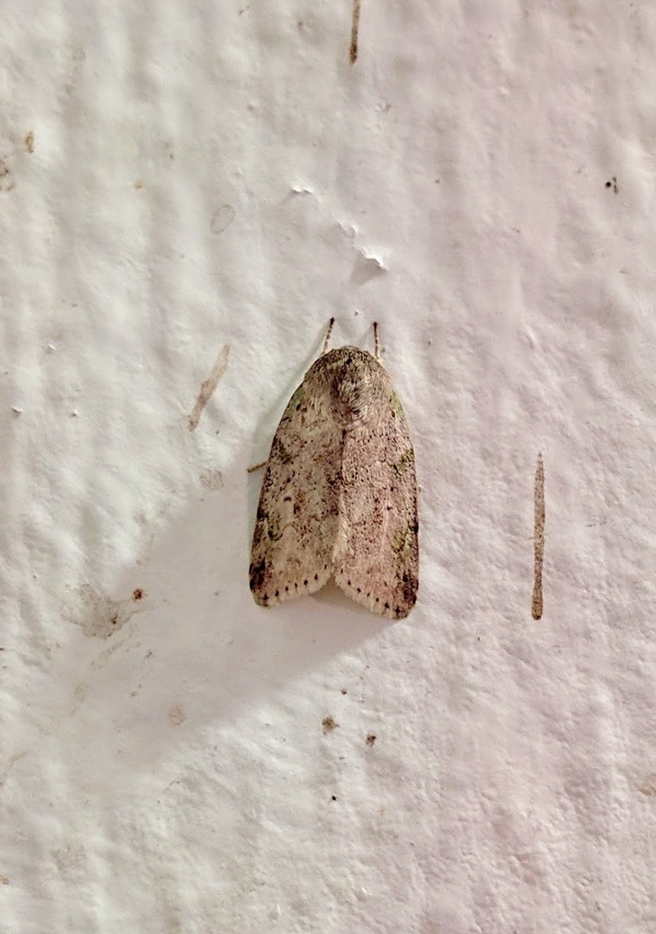Didigua viridifusa