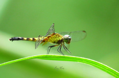 Libellulidae