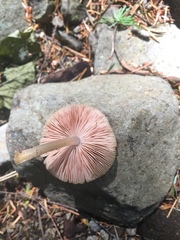 Pluteus leoninus