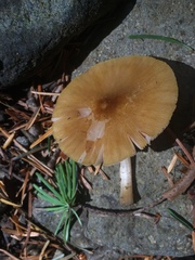 Pluteus leoninus