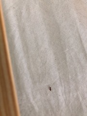 Paraxenetus guttulatus