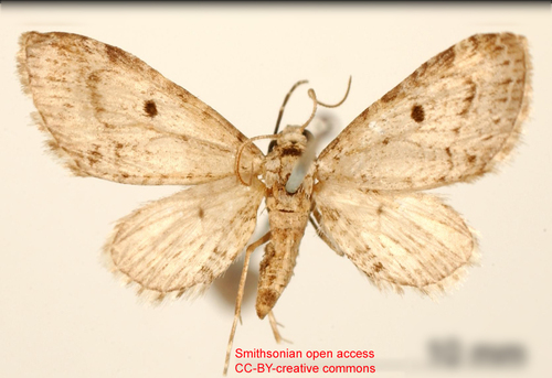 Eupithecia veleta