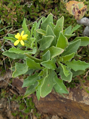 Osteospermum vaillantii, photograph 3