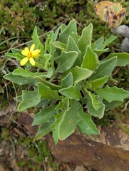 (c) Elliot Kulakow, some rights reserved (CC BY) Osteospermum vaillantii, photograph (c) Elliot Kulakow, some rights reserved (CC BY)