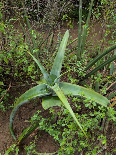 Aloe rivae