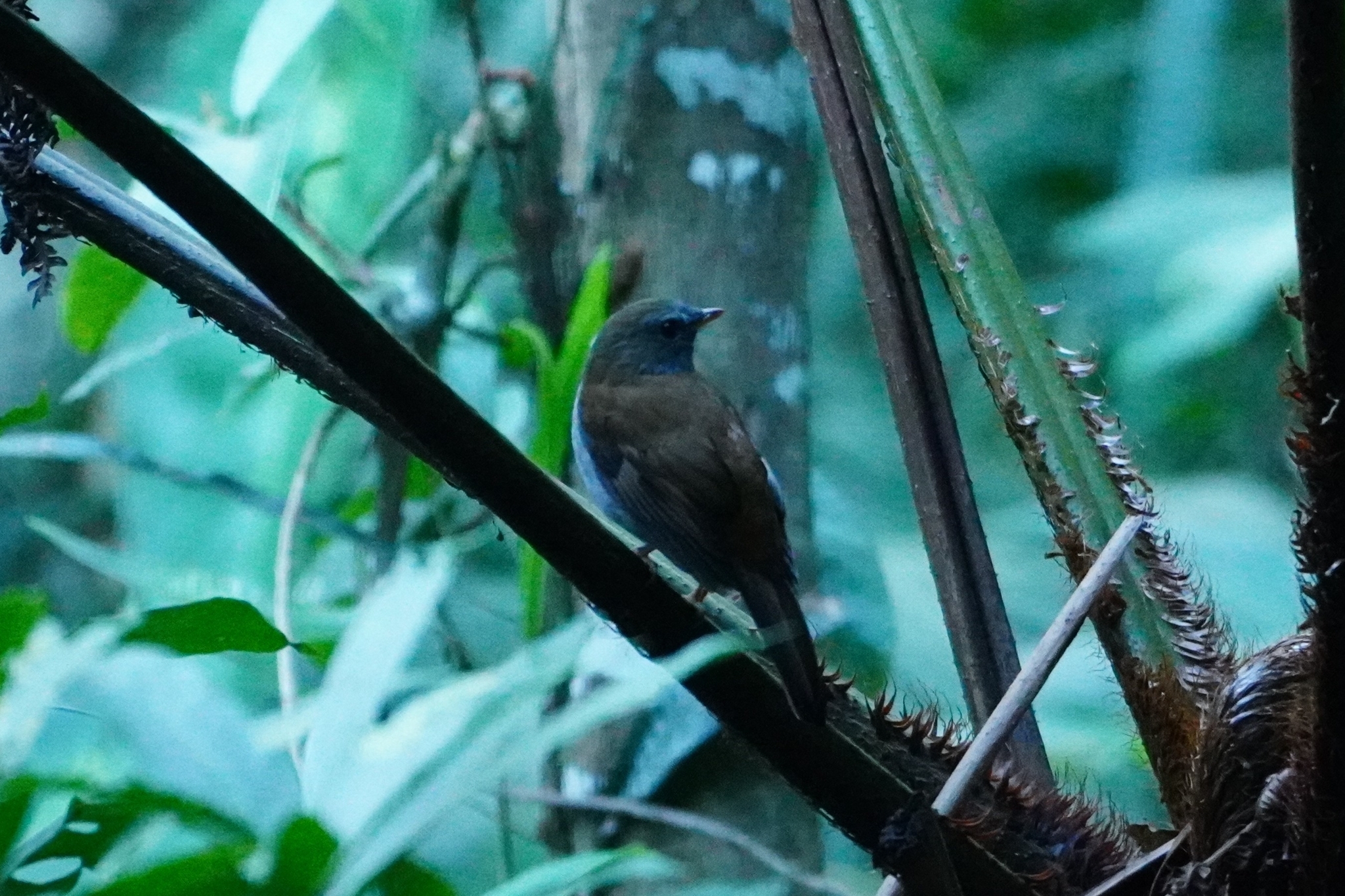 Andean Solitaire illustration