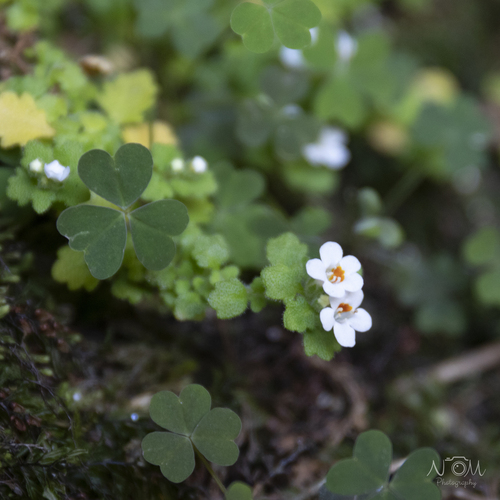 Alpine Cavewort (Trieenea longipedicellata)