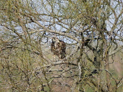 Parabuteo unicinctus