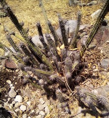 Magnoliopsida
