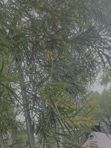 Acacia confusa iNat (3)