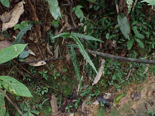 Lindsaea obtusa observed 2024-11-29