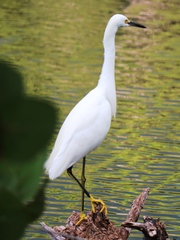 Egretta thula image
