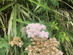 Spiraea formosana