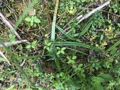 Lepisorus pseudoussuriensis