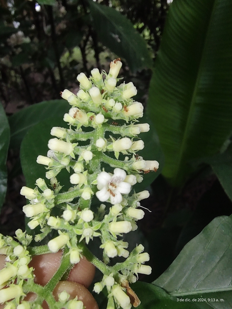 Palicourea hebeclada