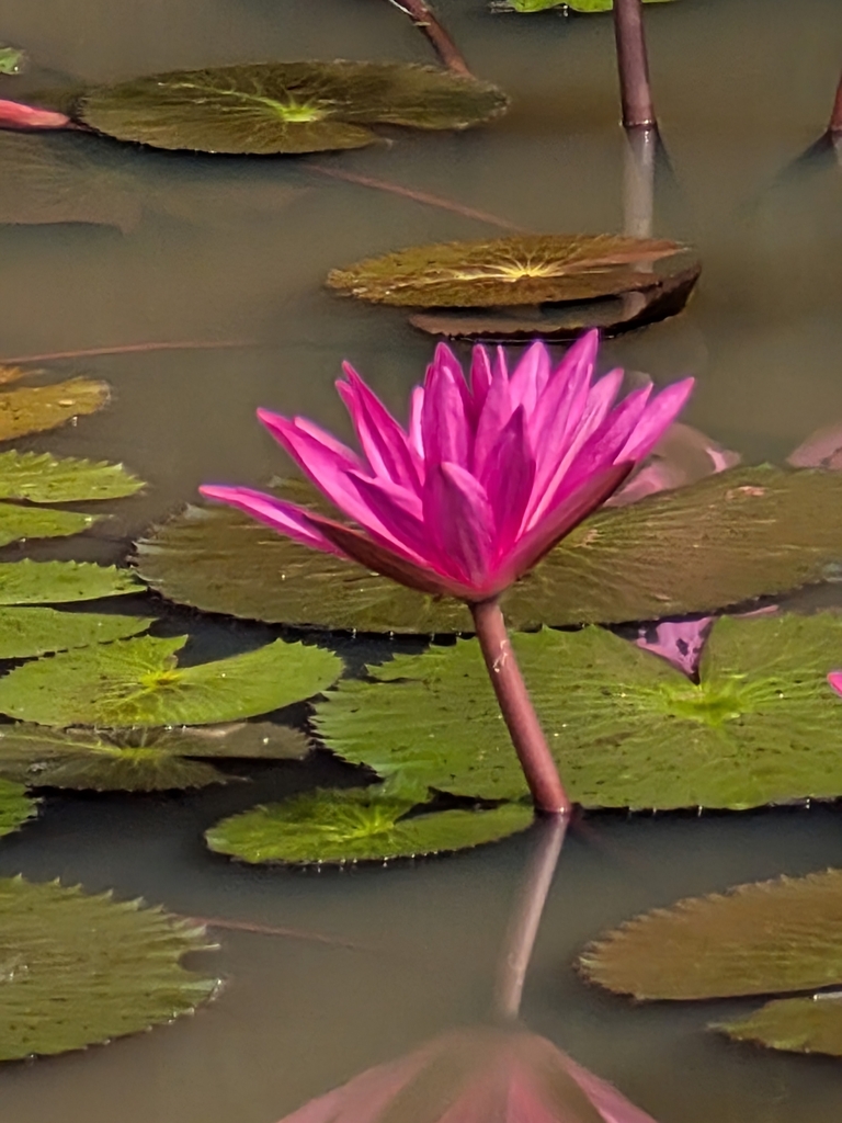 Súng đỏ Ấn Độ – Nymphaea rubra