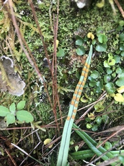 Lepisorus pseudoussuriensis