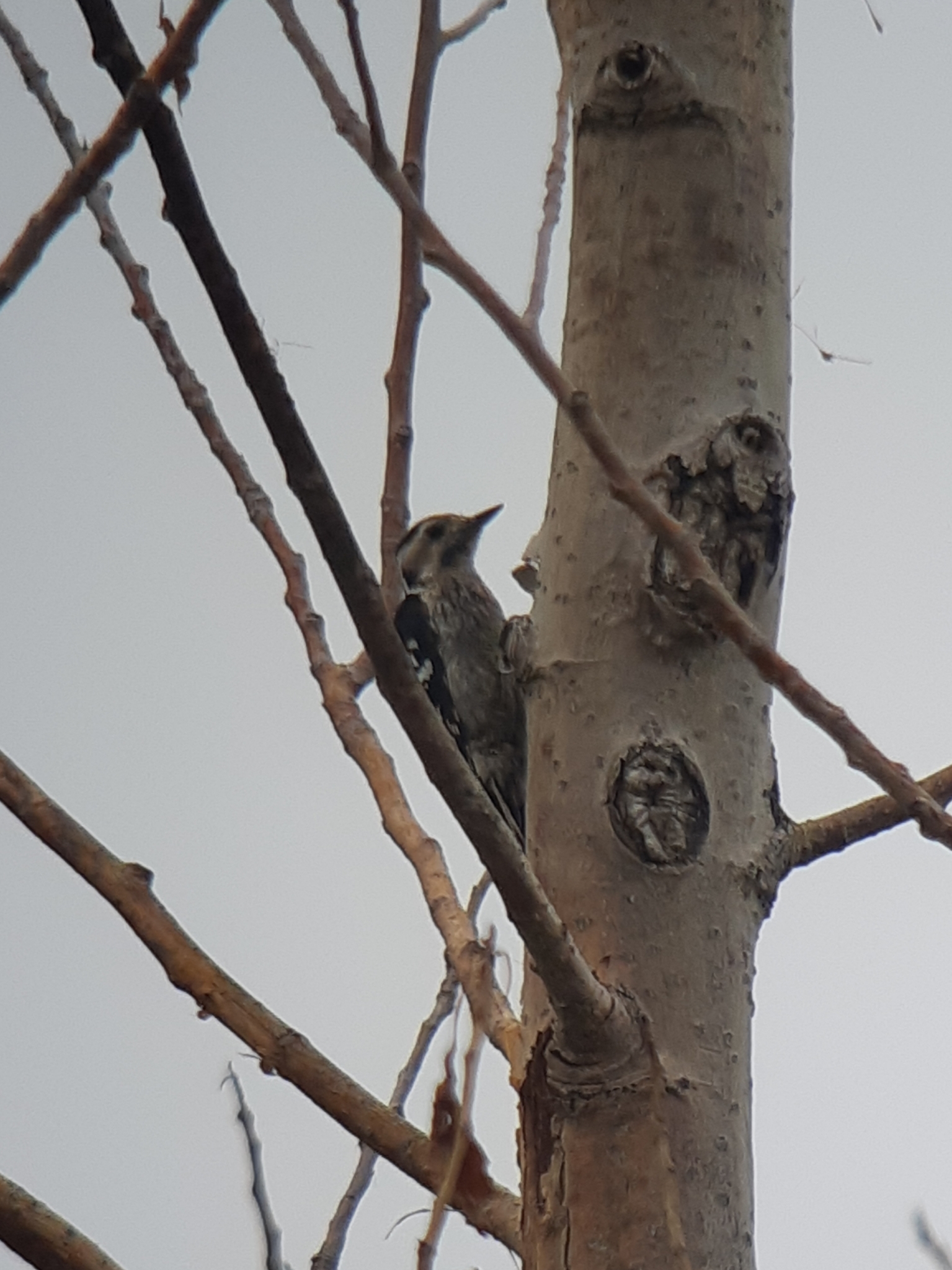 Grey-capped Pygmy Woodpecker