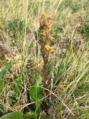 Pedicularis oederi