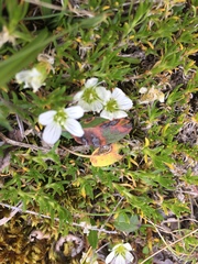 Pseudocherleria macrocarpa