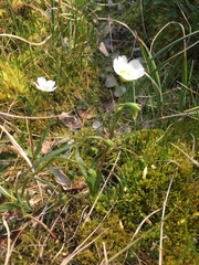 Claytonia tuberosa