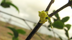 Schoepfia brasiliensis