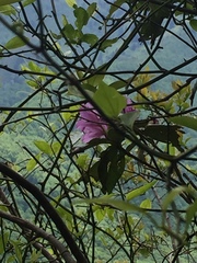 Rhododendron catawbiense